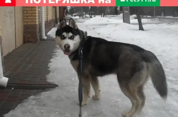 Пропала собака Хаски в Тамбове на улице Трегуляевской