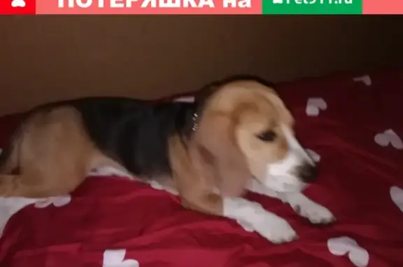 Собака Кобель найдена в Брянске, 5-6 мес.