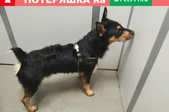Найдена собака на Южном в Подольске