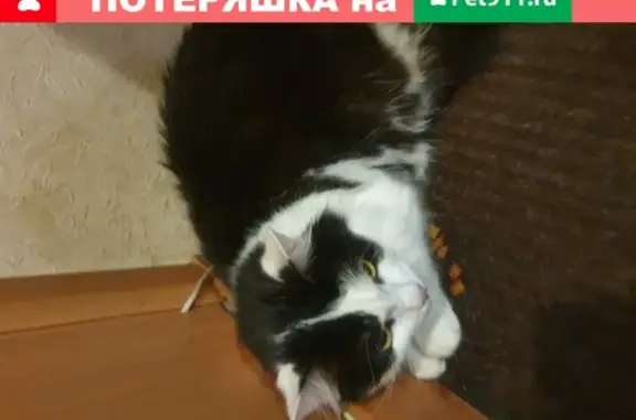 Найдена кошка у Метро Варшавская, 90к1