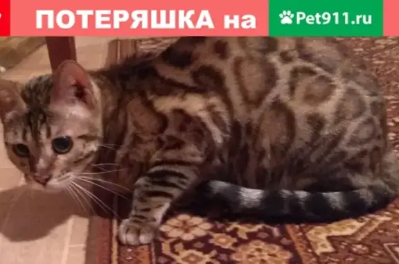 Пропала кошка в Малаховке, царапается как дикая.