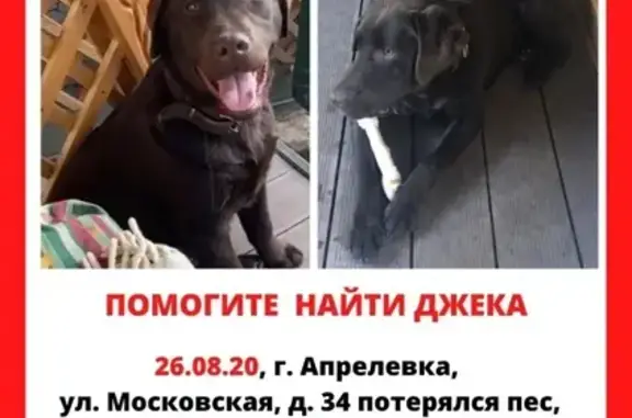 Пропала шоколадная собака в Апрелевке, Московская улица, 32