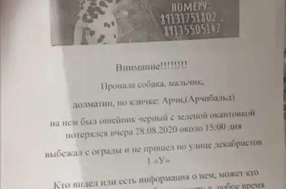 Пропала собака Арчи в Емельяново, ул. Декабристов 1у