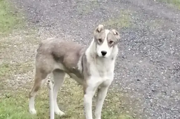 Найдена собака в СТ Дубрава, Истра, Московская область