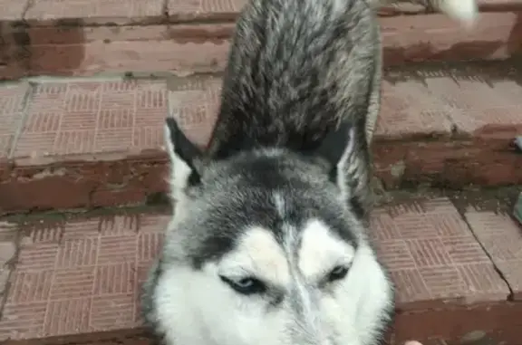 Найдена собака на ул. Фрунзе в Смоленске
