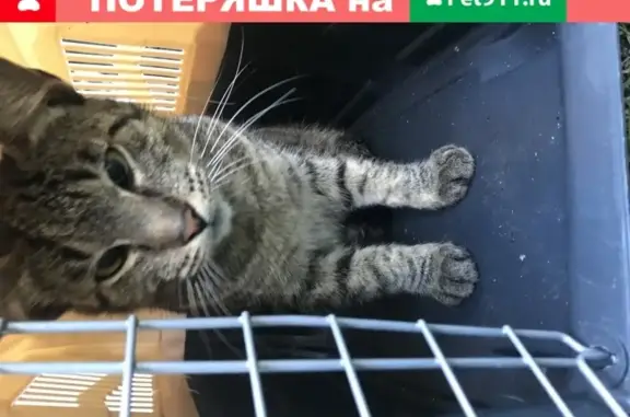 Найден кот в Перово, не кастрирован, контакт Юля