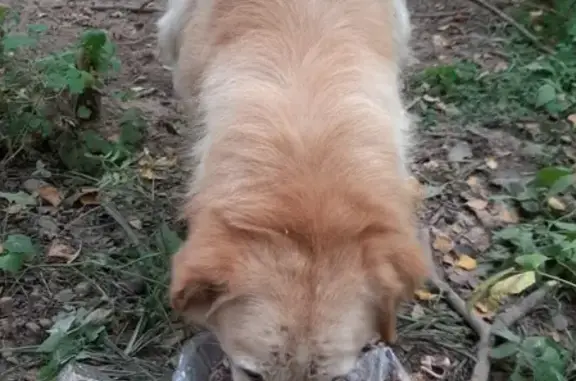 Найдена собака в лесополосе недалеко от Костино (Пушкинский р-н)