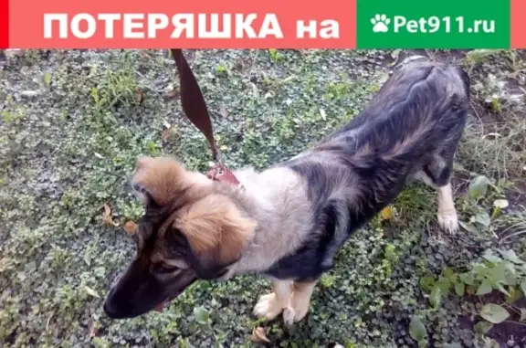 Пропала пастушья собака на улице Дыбенко в Москве.