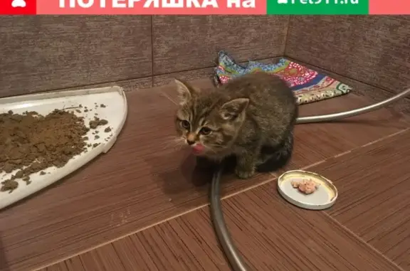 Найдена породистая серая кошка в Ескино