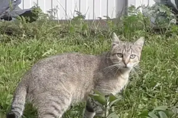 Боязливая кошка найдена в СНТ Мачихино