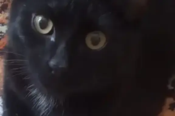 Кошки потеряшки, Новосибирск, фото: Потеряшка кошка на улице Маяковского 16, Новосибирск