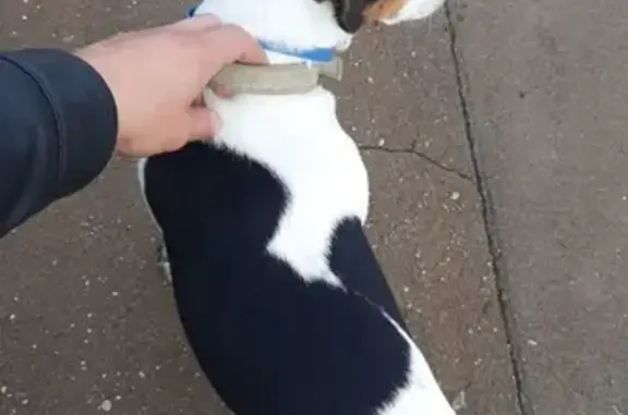 Собака найдена на станции Химки