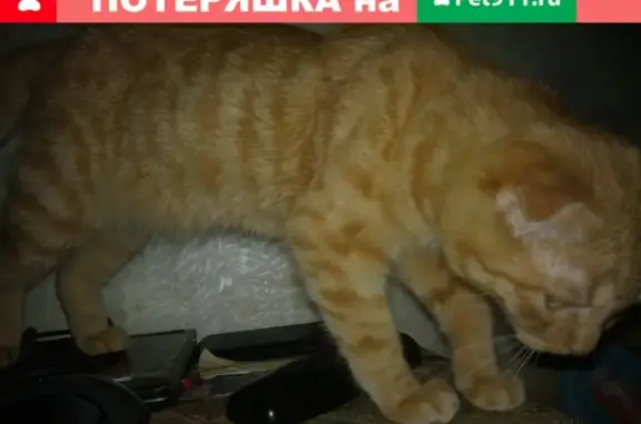 Пропала кошка Рыжик, Томск, ул. Нахимова, 42