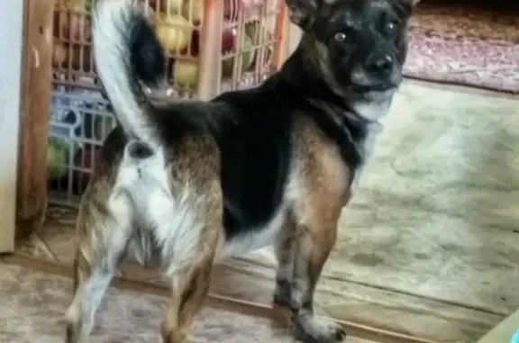 Собаки потеряшки, Энгельс, фото: Потеряшка собака Звонок в селе Красный Яр, Энгельсский район, Саратовская область