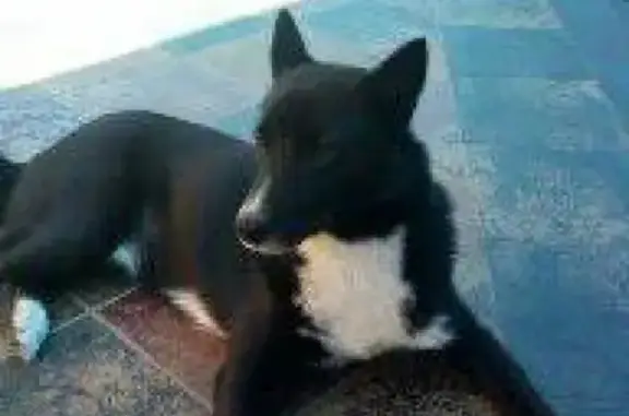 Собаки потеряшки, Ульяновск, фото: Потеряшка собака Fox, ул. Радищева 104А, Ульяновск