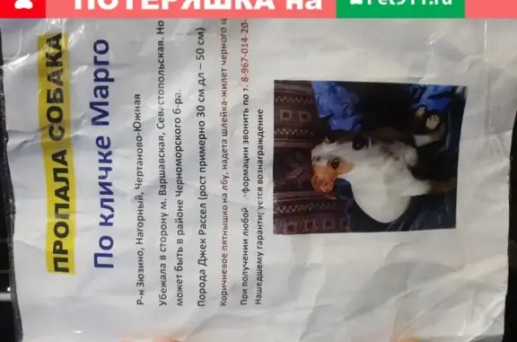Пропала собака Джек Рассел в Москве