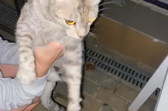 Найдена ласковая кошка в Сочи