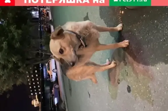 Собака Сучка на 3-й Ямского Поля, Москва