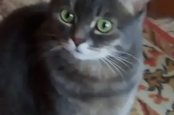 Кошки потеряшки, Курган, фото: Потеряшка кошка Бася в районе высоковольтной линии в Кургане