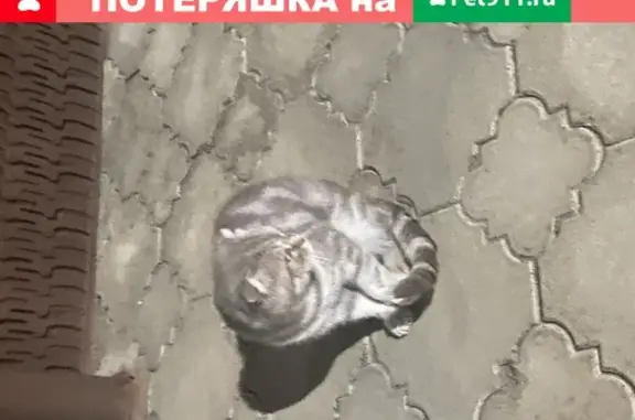 Найдена кошка на ул. Шовгенова, Новая Адыгея