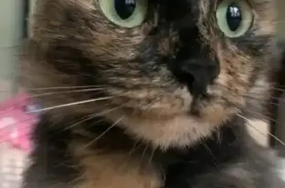 Кошки потеряшки, Набережные Челны, фото: Потеряшка кошка в Набережных Челнах, 3-й комплекс, 19