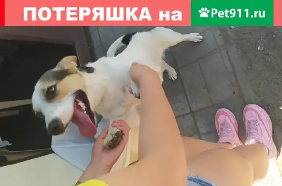 Найдена собака на ул. Малиновского, 10
