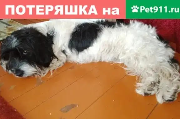 Собака на ул. Партизанской в Батайске без ошейника