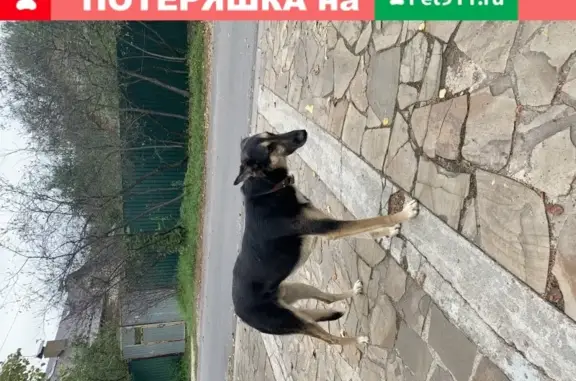 Найдена собака Кабель в Новоалександрово