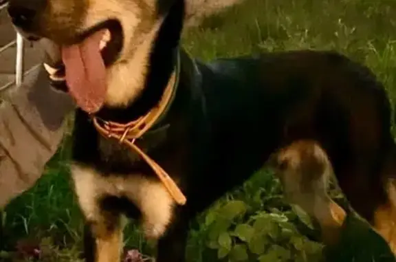 Найдена собака на Набережной, Владивосток