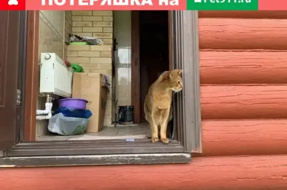 Пропал кот породы Абессинец в Серпухове, деревня Скрылья (8 лет, кастрирован)