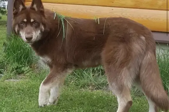 Пропала собака Вегард в деревне Соболево