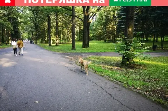 Потерянный кобелёк в Ботаническом саду, адрес Москва, Берёзовая аллея, 17к1, 362