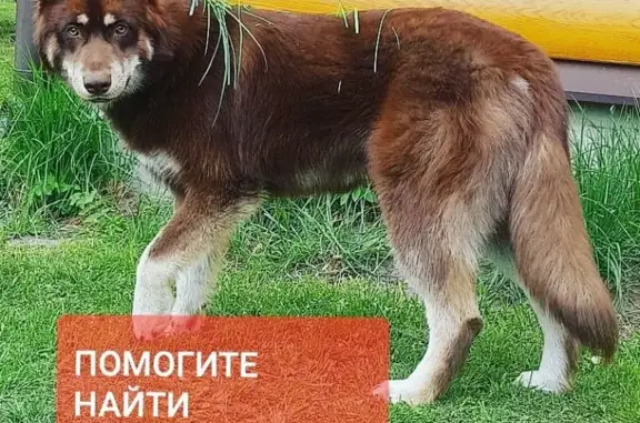 Пропала собака Метис хаски в деревне Соболево, вознаграждение гарантированно!