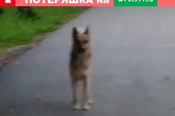 Найдена собака в Пушкино, р-он ул. Фестивальная и Зеленая