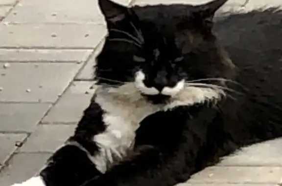 Пропала черно-белая кошка с зеленым глазом в деревне Покровское, Московская область