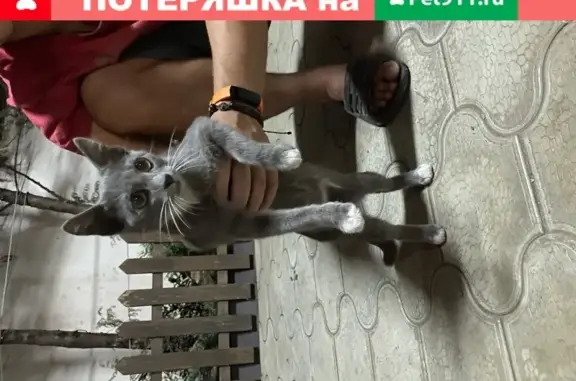 Ласковый котенок Русской голубой на Яна Полуяна, Краснодар