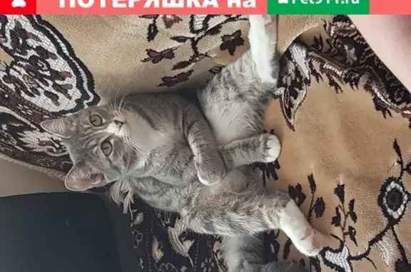 Кошки потеряшки, Набережные Челны, фото: Потеряшка кошка Серенькая с белым в Набережных Челнах