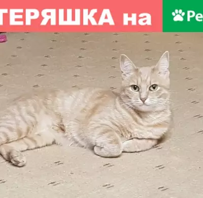 Пропала кошка Джуня, Москва, Измайловский проездд.15