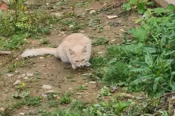 Найдена домашняя кошка в районе ЖК Митино о2, Красногорский район, МО.