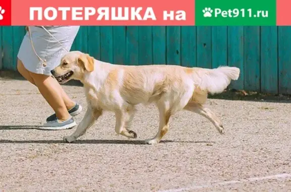 Собаки потеряшки, Ульяновск, фото: Потеряшка собака в Ульяновске, помогите найти!