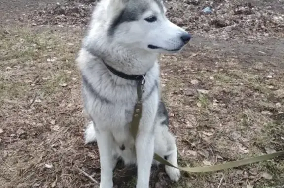 Пропала собака Норд в Малоенисейском районе, Бийск.