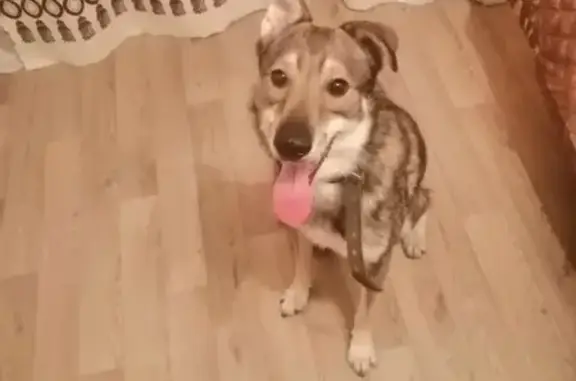 Собака найдена в Челябинске