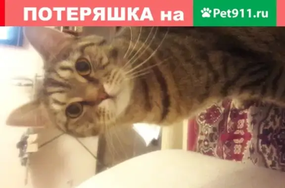 Пропал кот на ул. Терешковой 10/3, вознаграждение за возврат