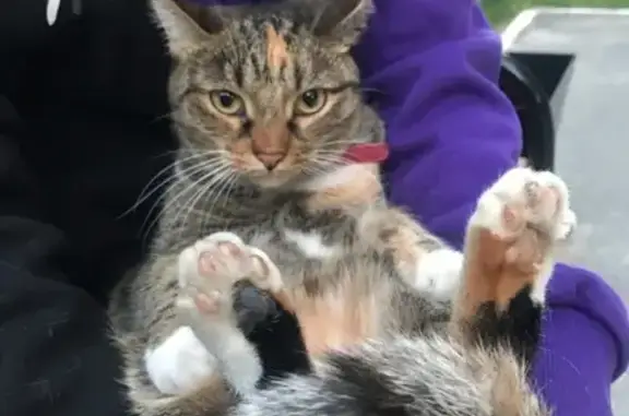 Кошки потеряшки, Тюмень, фото: Потеряшка кошка Кира, Широтная улица, Тюмень