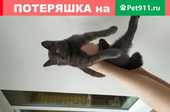 Найден котёнок с коротким хвостиком в Медведево