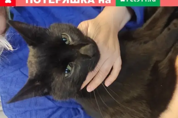 Найден черный кот-кастрат на 6-й Парковой улице в Москве