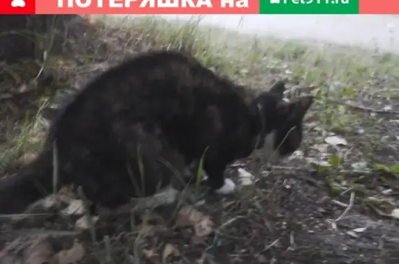 Найдена кошка на ул. Горького, контактная