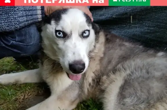 Собака найдена в Мытищах, СНТ Лесная Полянка