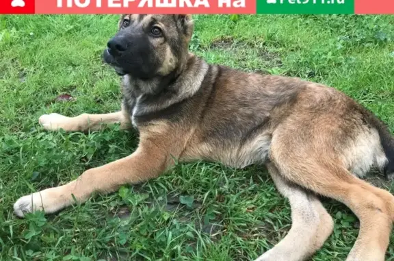 Найден щенок алабая в СПб, Невский район на ул. Крупской