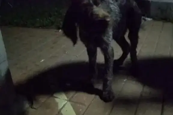 Найдена собака возле станции Ильинская, ищем хозяев или приют